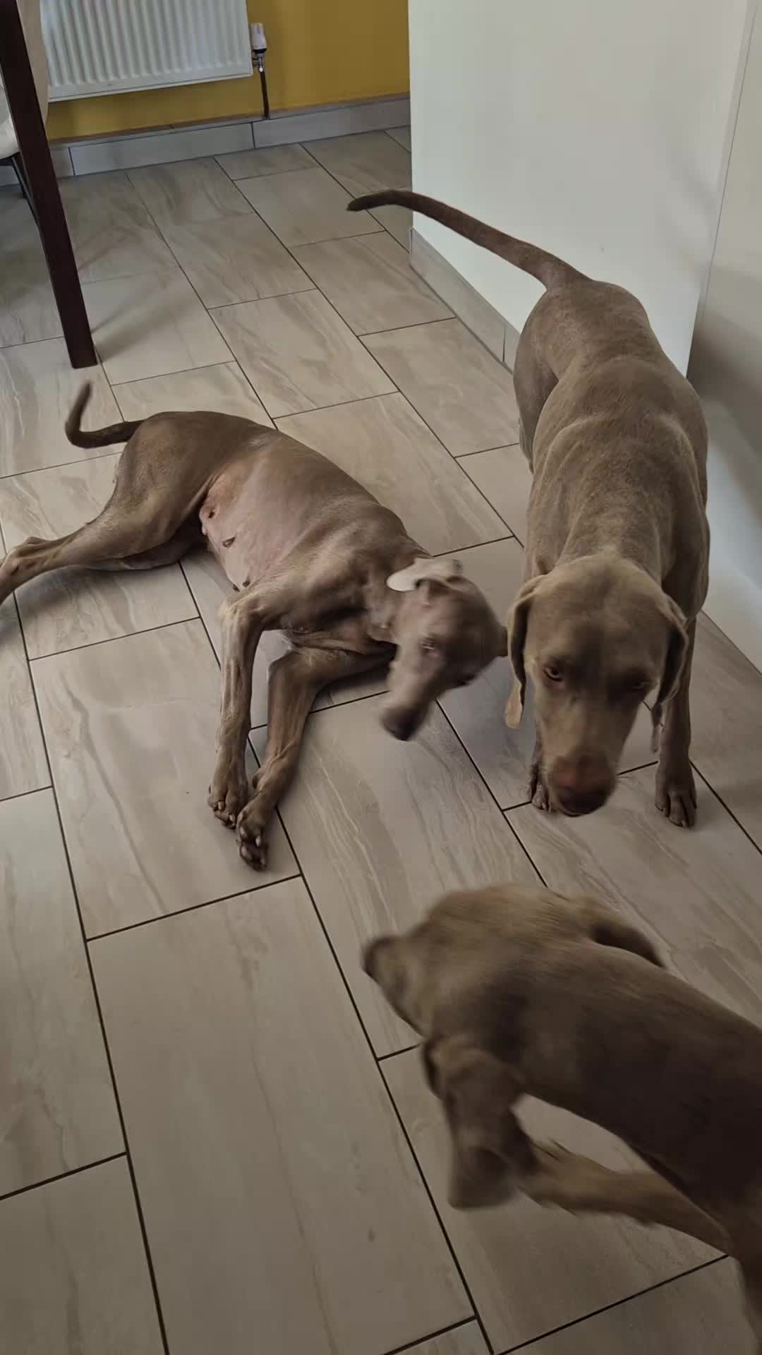 @Sabsky weimaraners