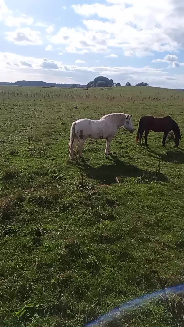 @🇸🇪 crazycowlady 🇸🇪