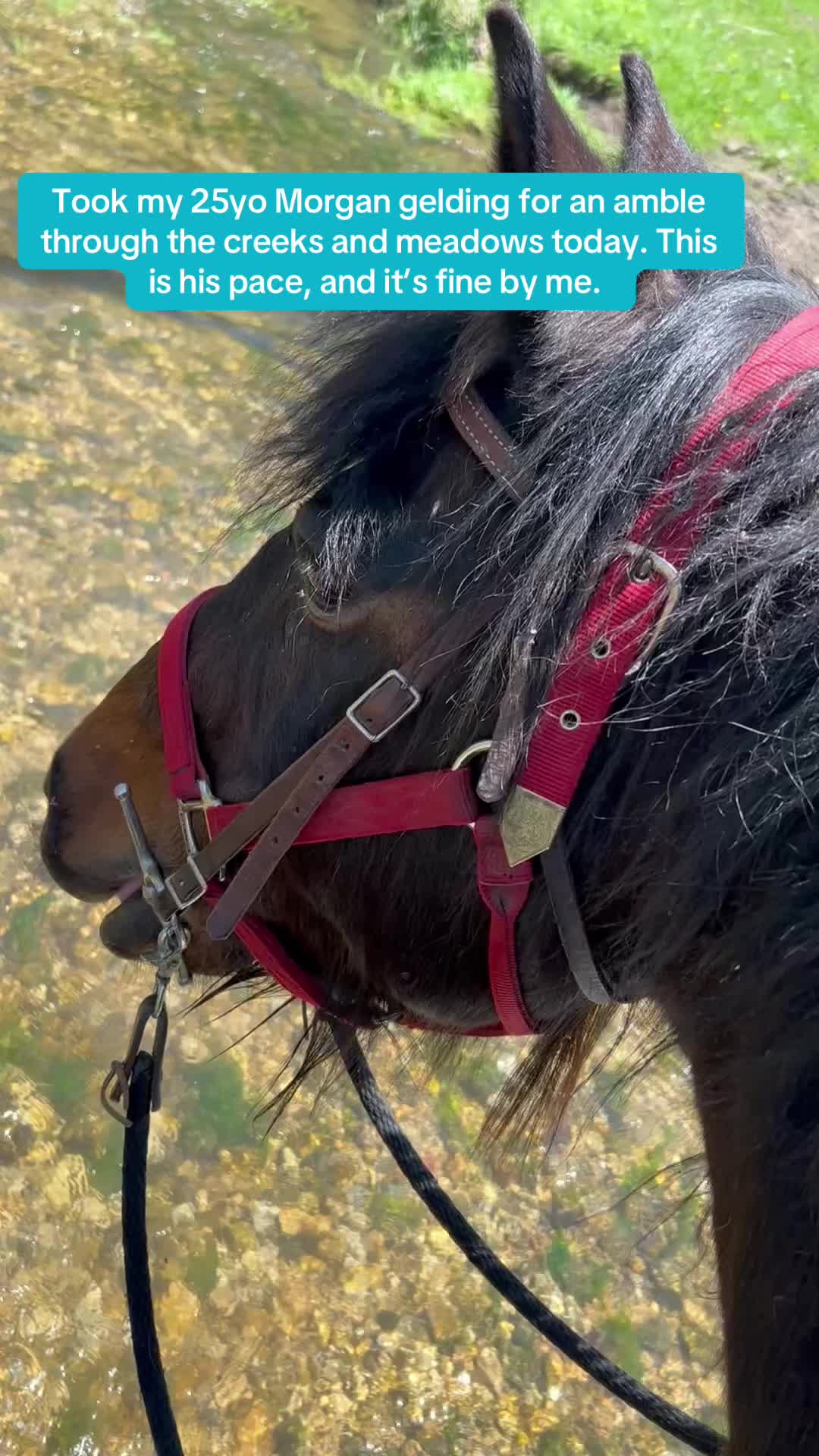 @SaddleSnaps