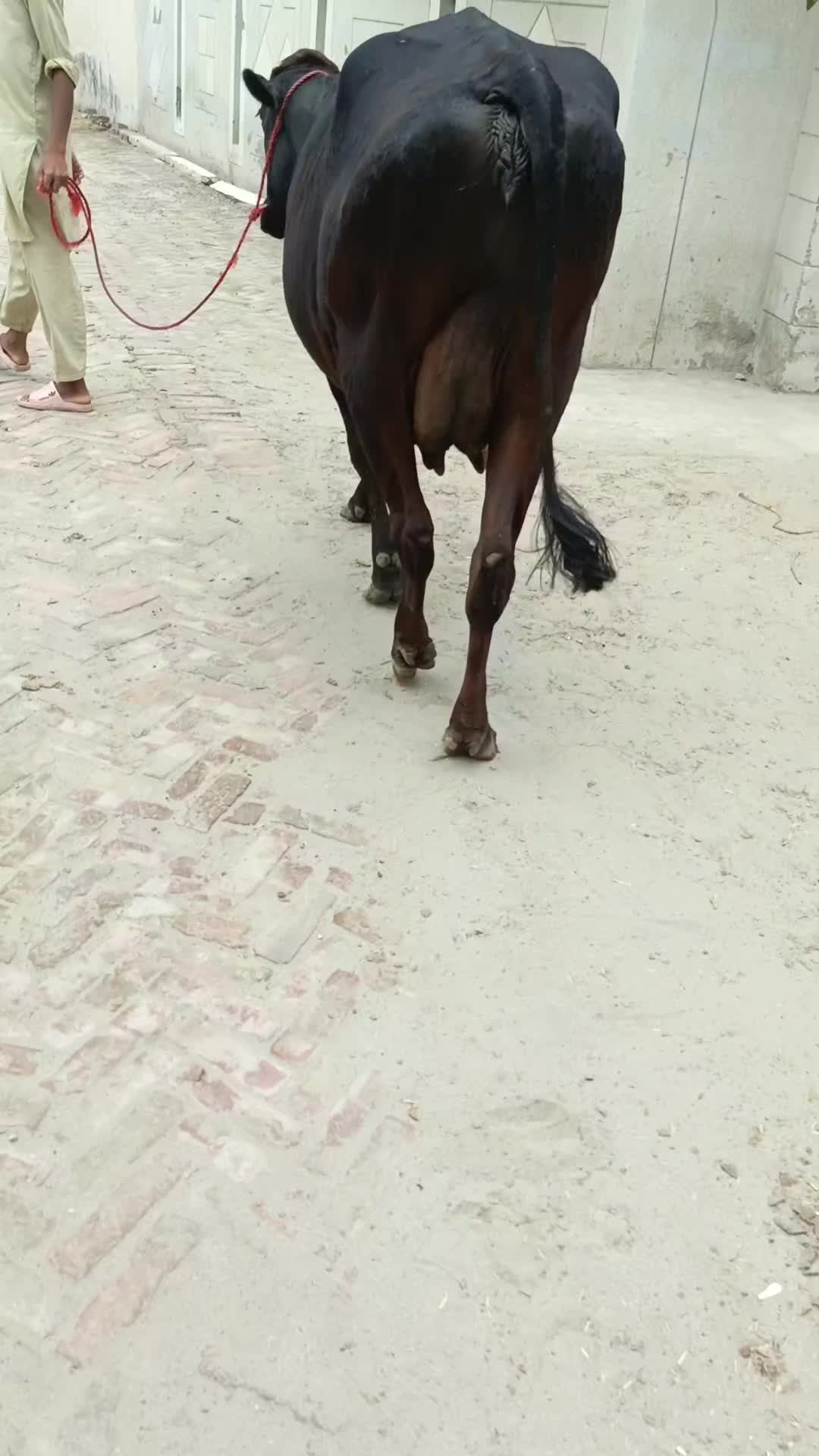@Usmandairyfarmlayyah