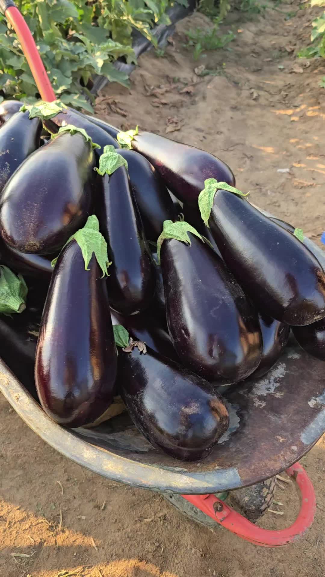 @Faze Farm