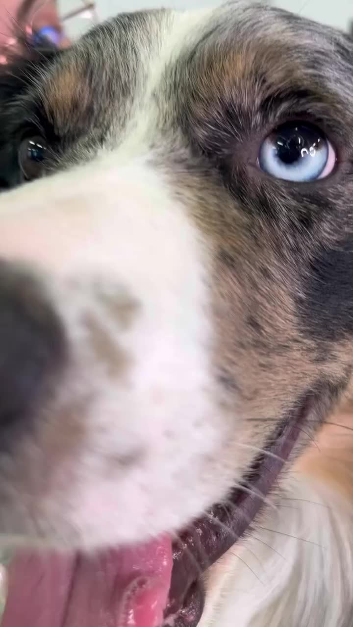 @DogGrooming101