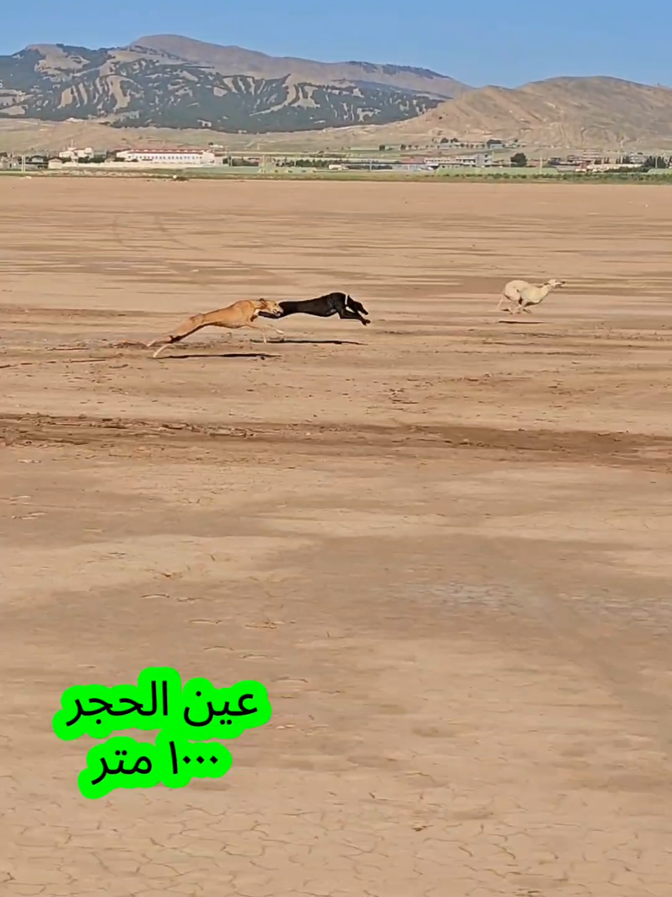 @sloughi 𓃹 𓃴 سلوقي