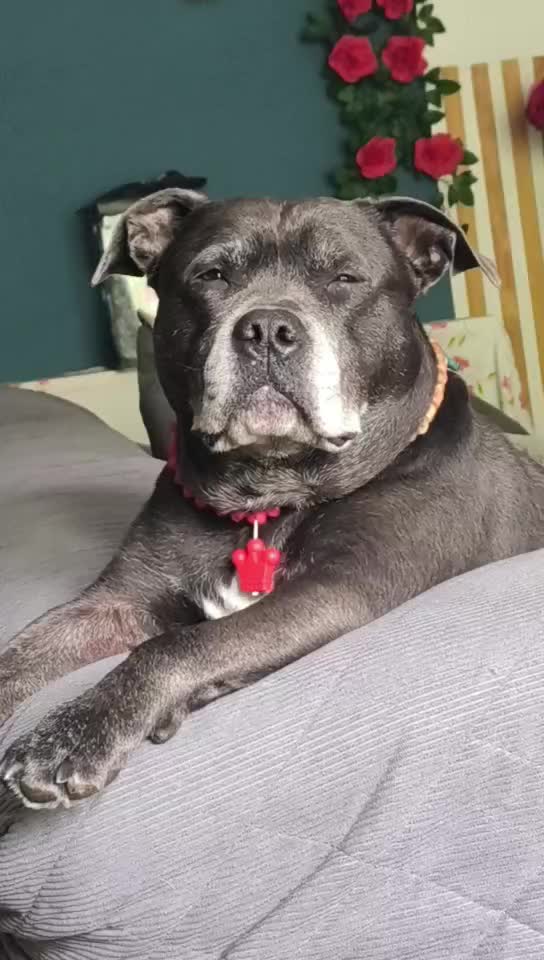 @Saphirlastaffy