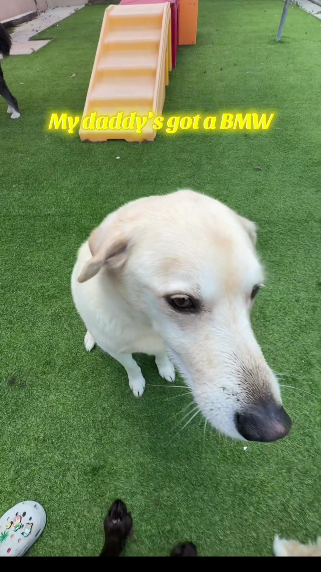 @The Dog Stop, Stuart FL๐๐พ๐