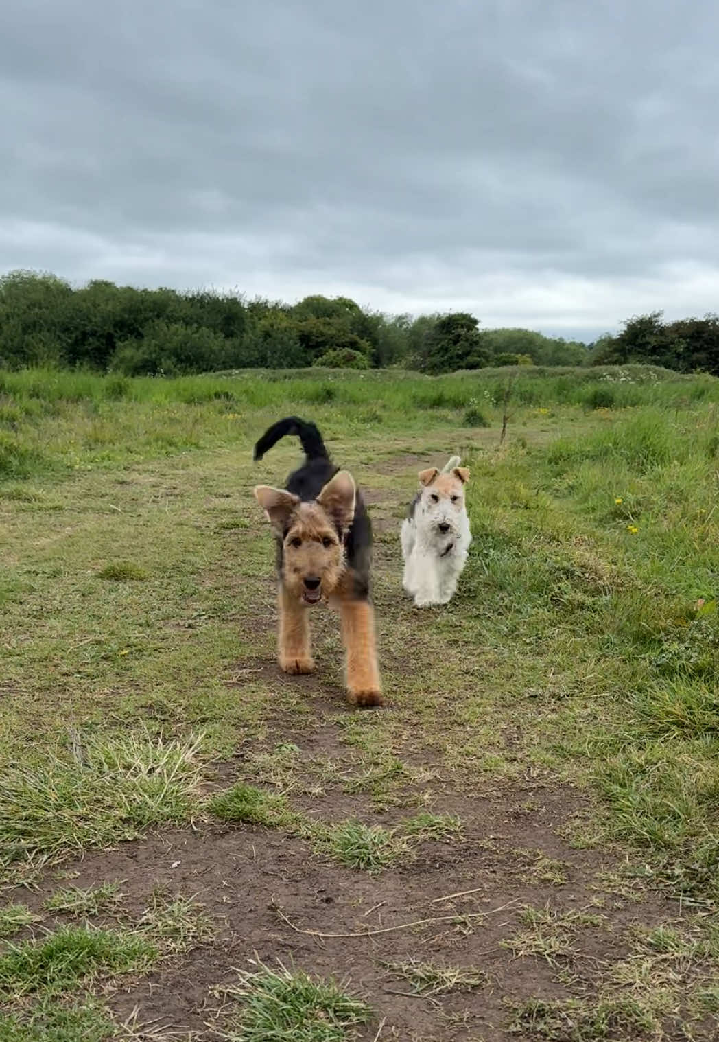 @Thefoxandtheairedale