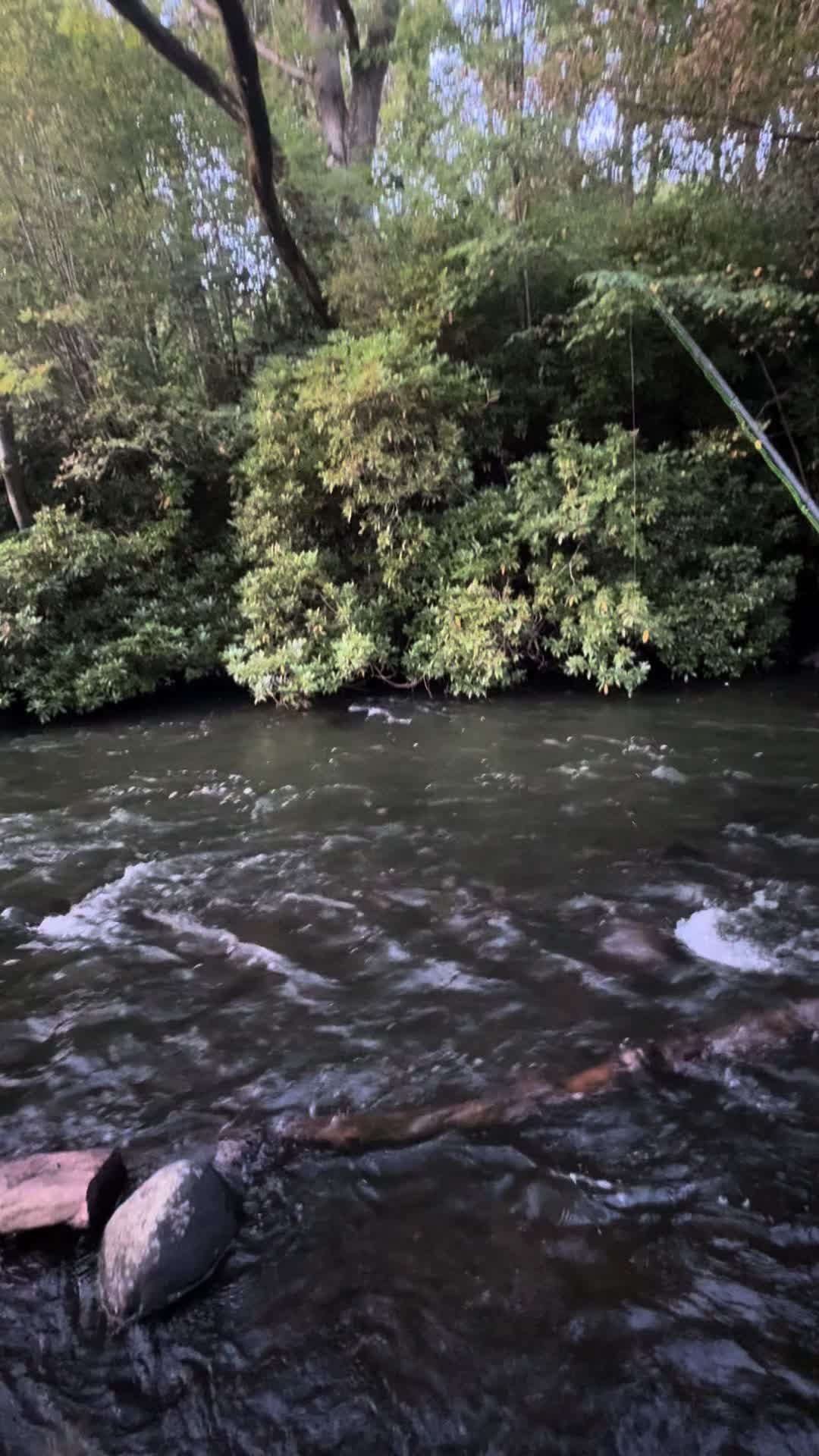 @Alba Trout 🏴