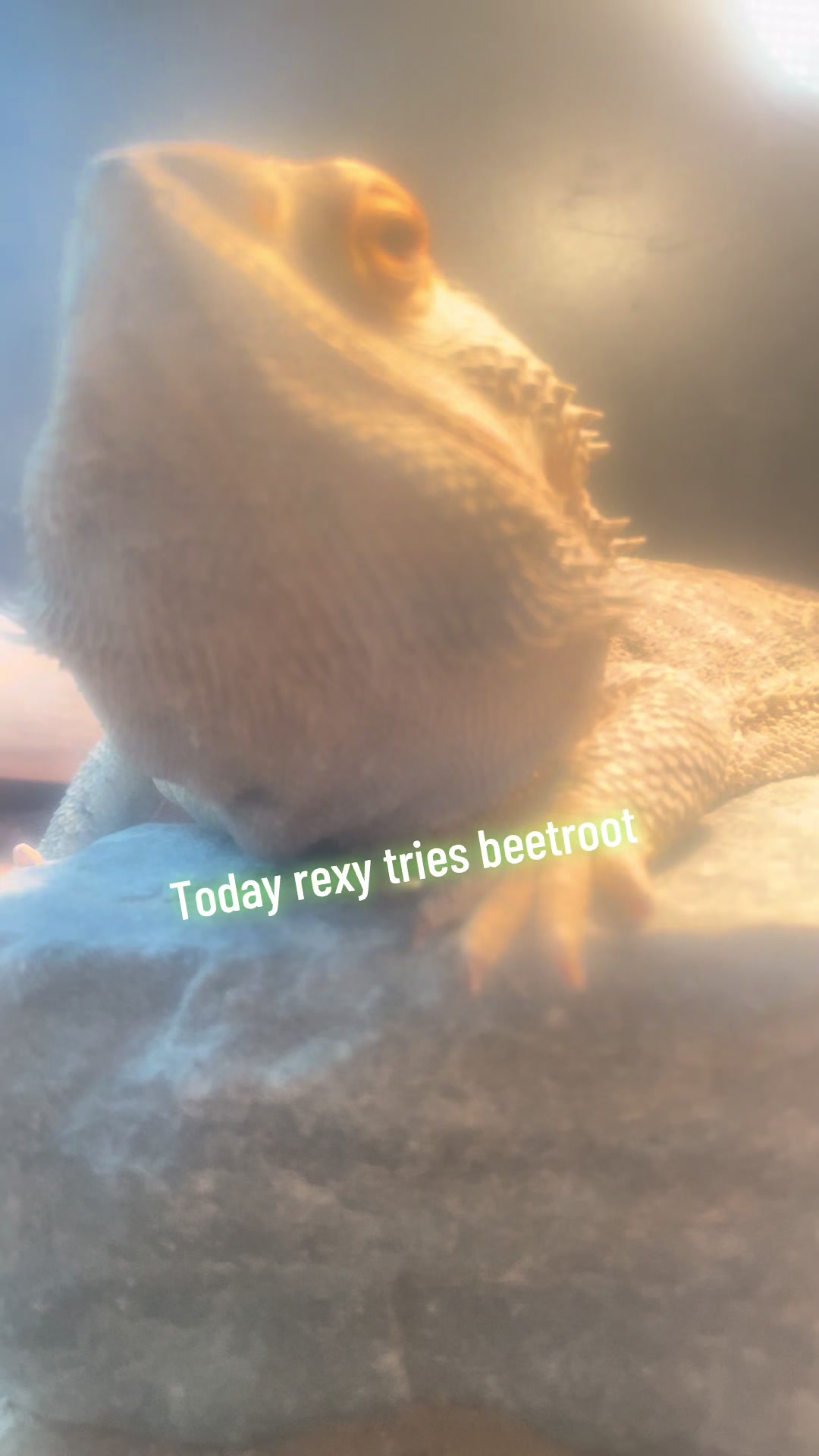 @Rexy the food critic 🍽️
