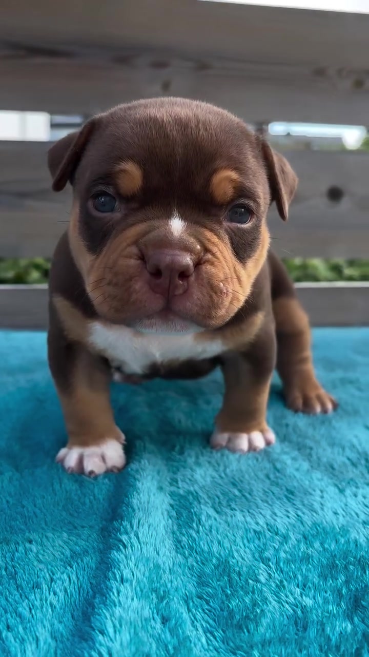 @Beautybullskennel🤍