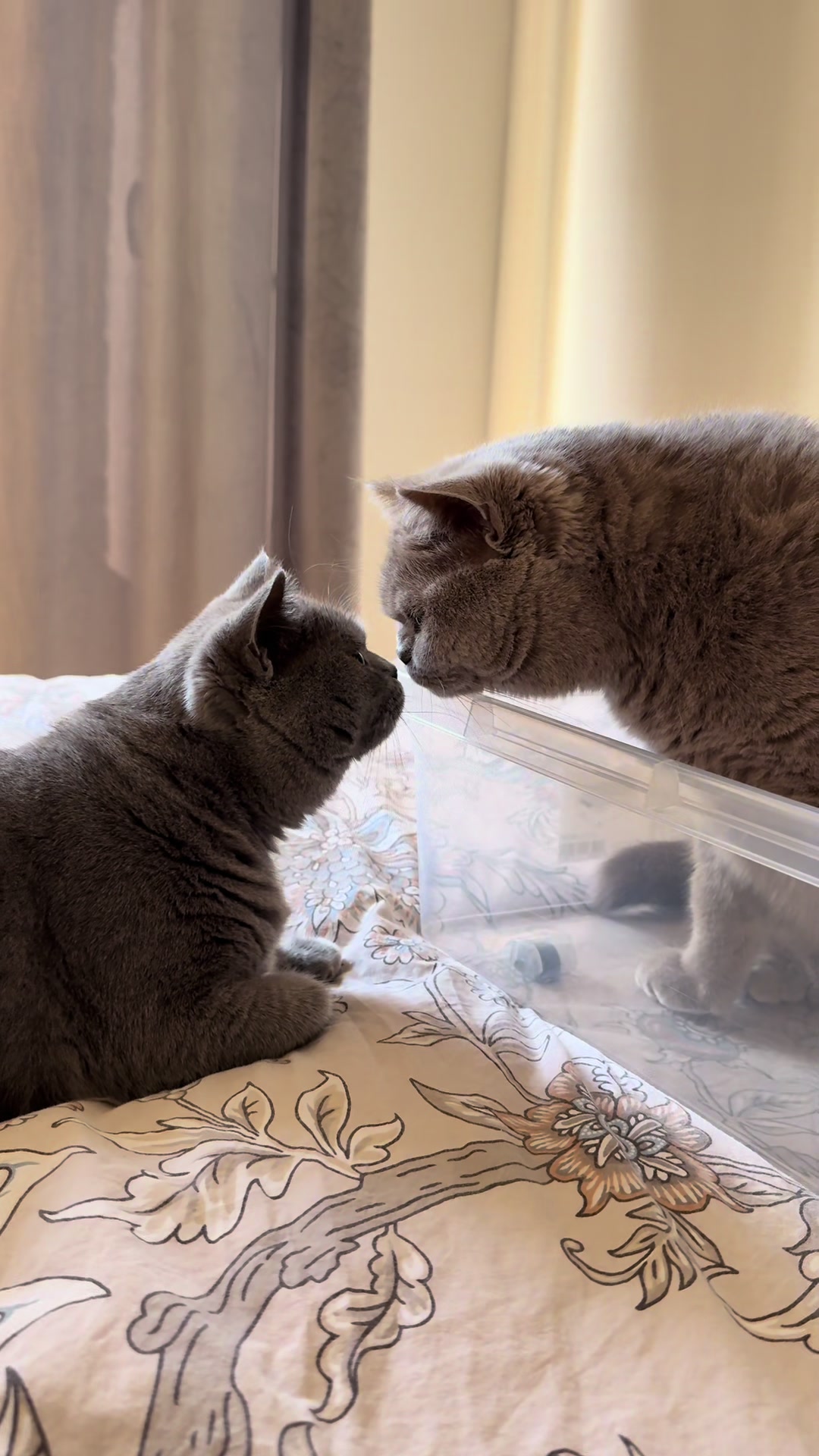 @Purrpawspals ✨