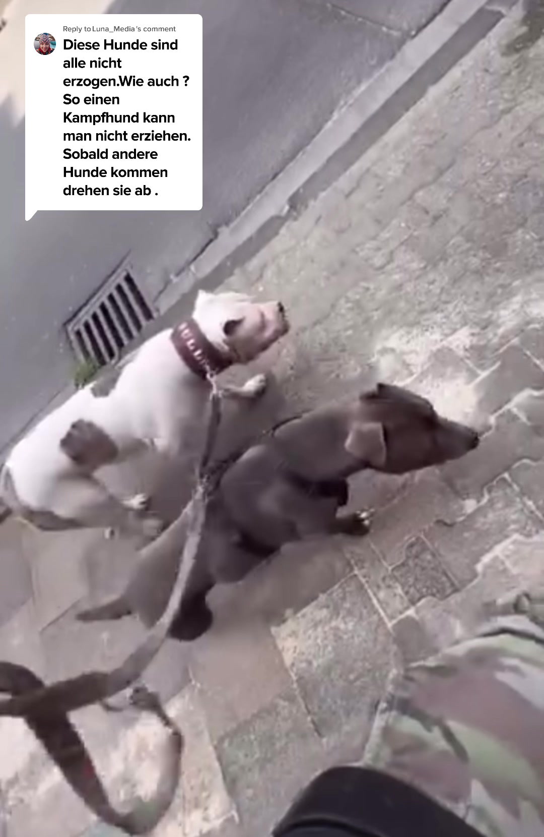 @daxter_the_bulldog