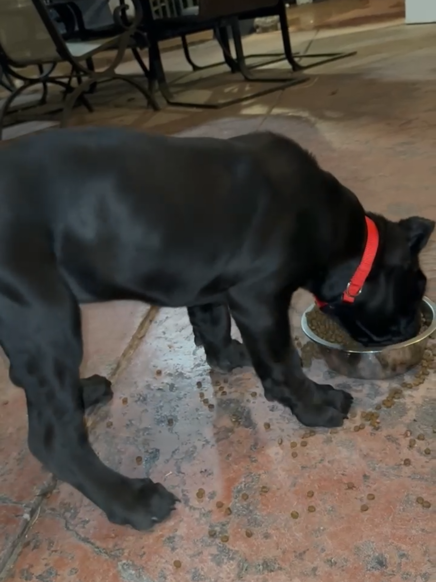 @MileHigh_Cane_Corso