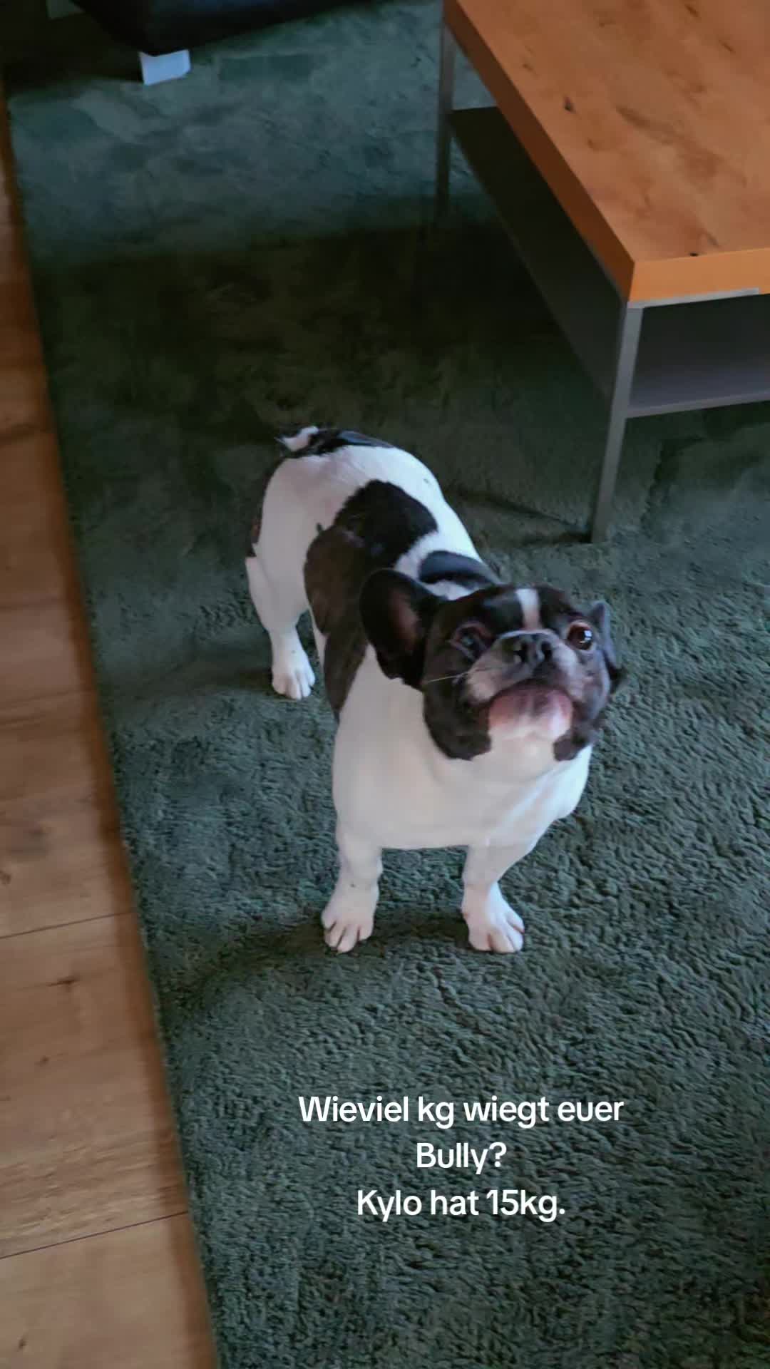 @Kylo und Samy 💙💙🐶🐕🍀🍀