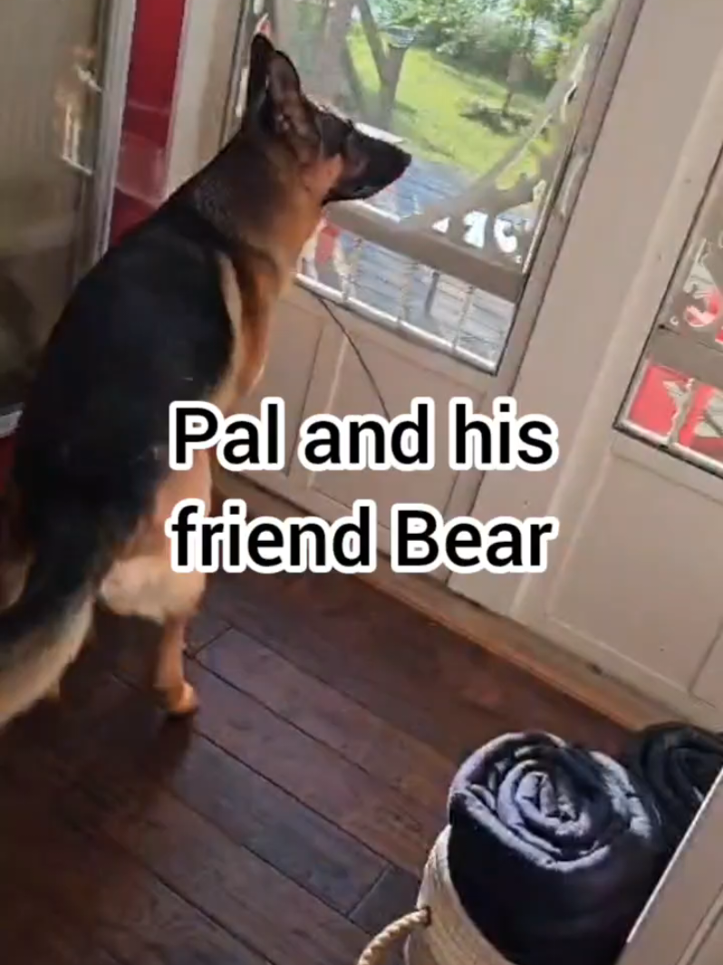 @BuddyandMikes Pal