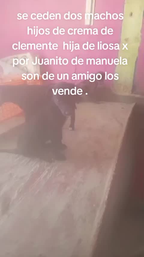 @cocodrilo