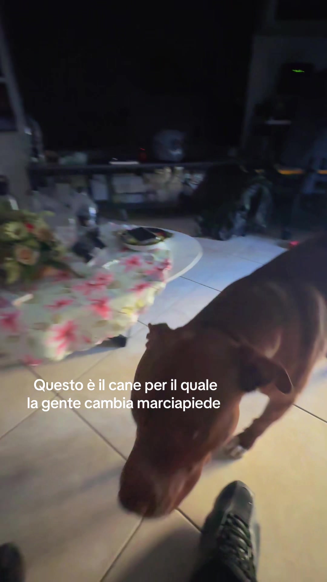 @Bullo il Pit 🐕