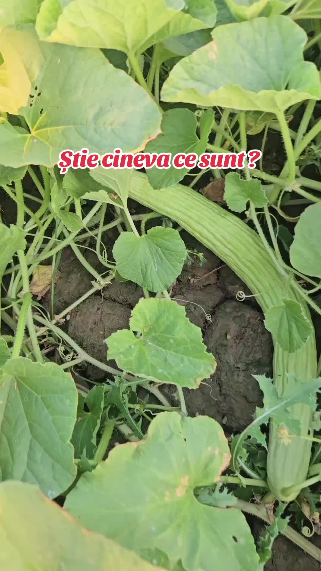 @💙GS💛CG❤️ANDREEA🇪🇦FOCȘANI