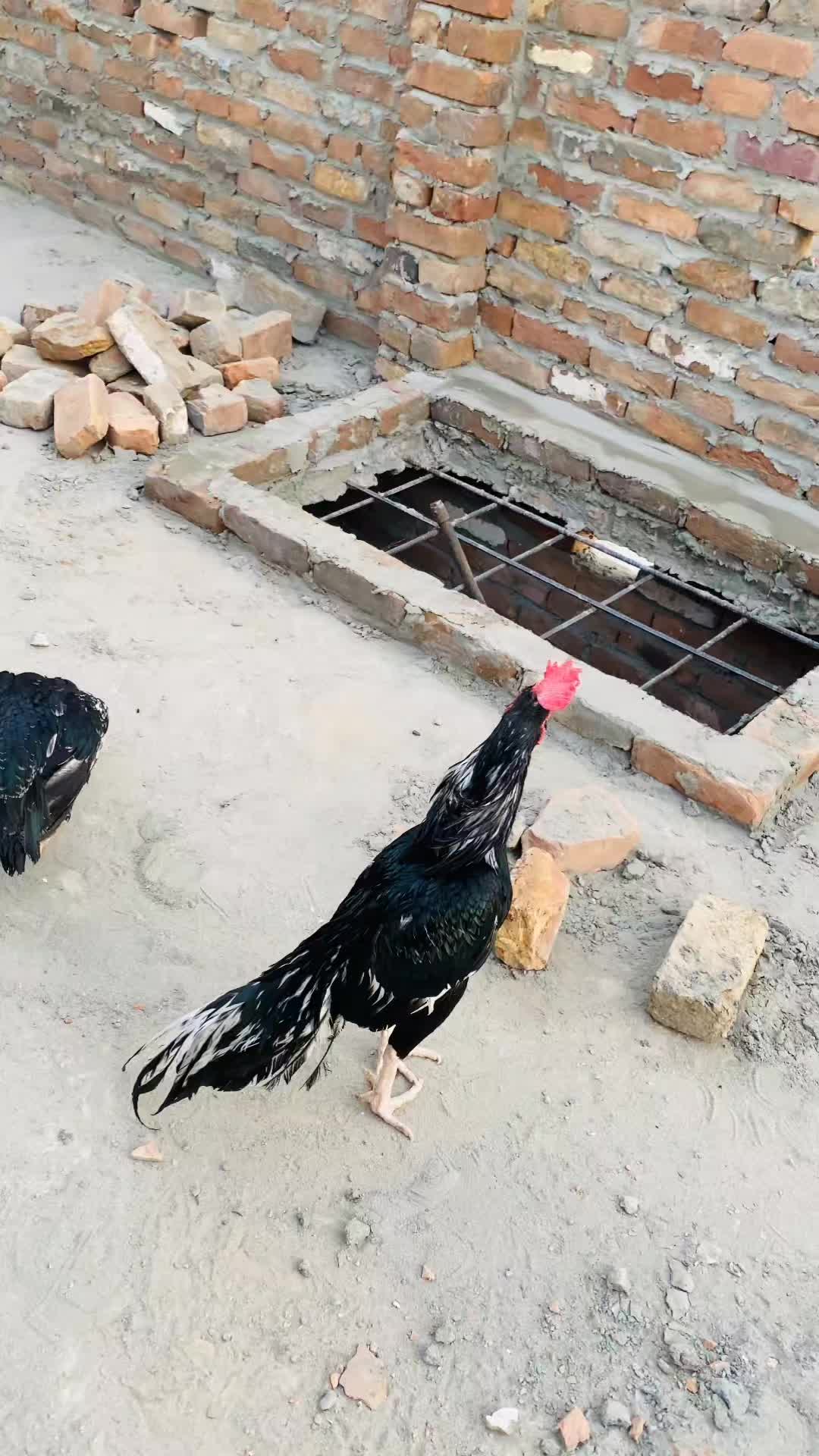 @احسن اعوان پنڈی وال اصیل