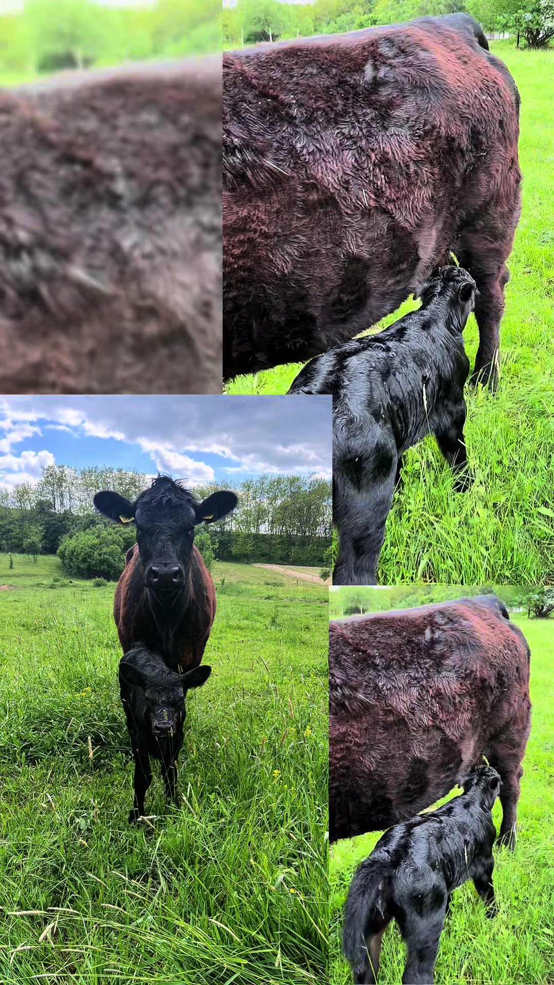 @aberdeen angus🇷🇴
