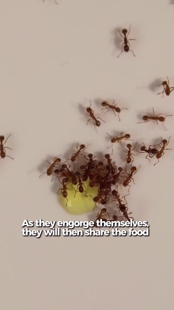 @antshq