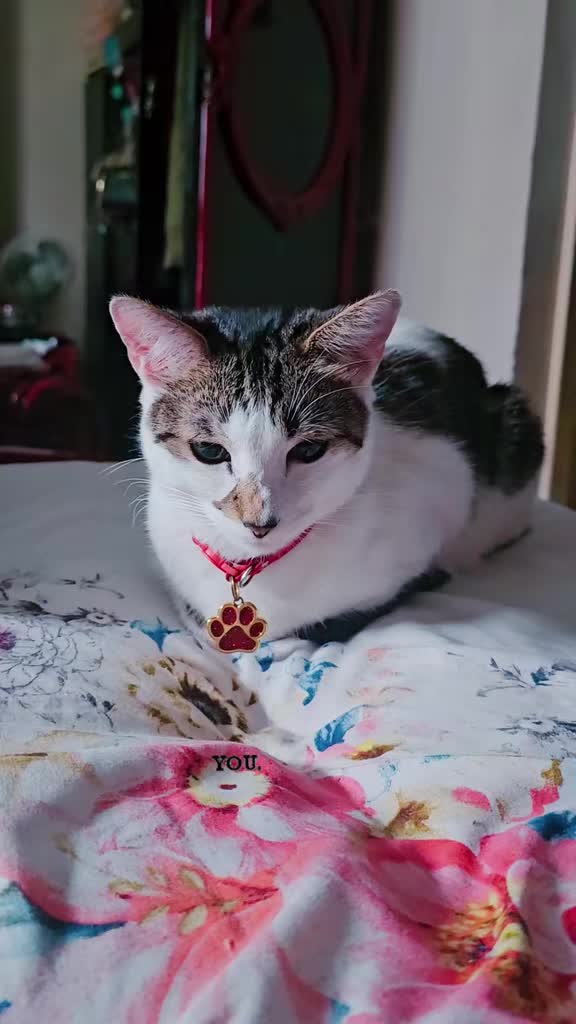 @cairo🐈