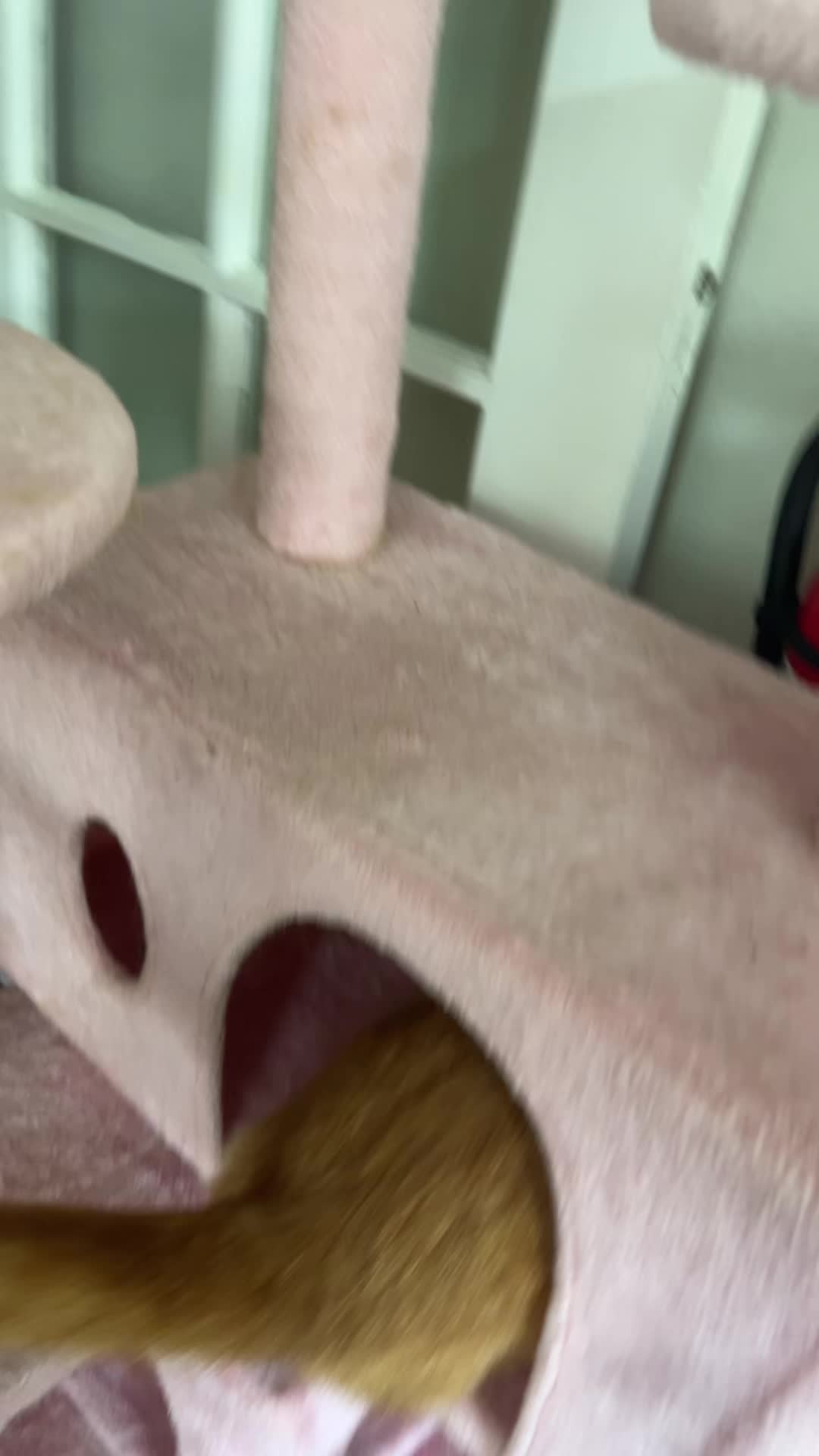 @Roxiemiauwmiauw