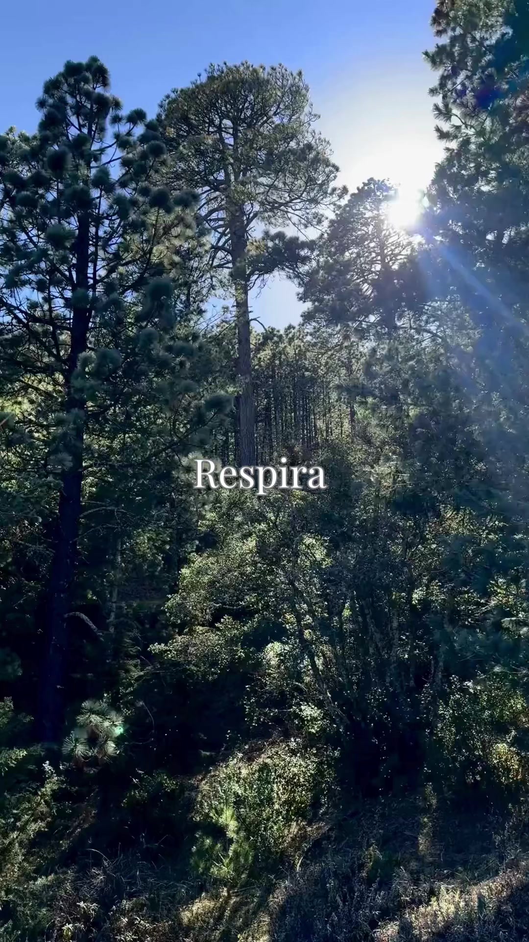 @Metanoia