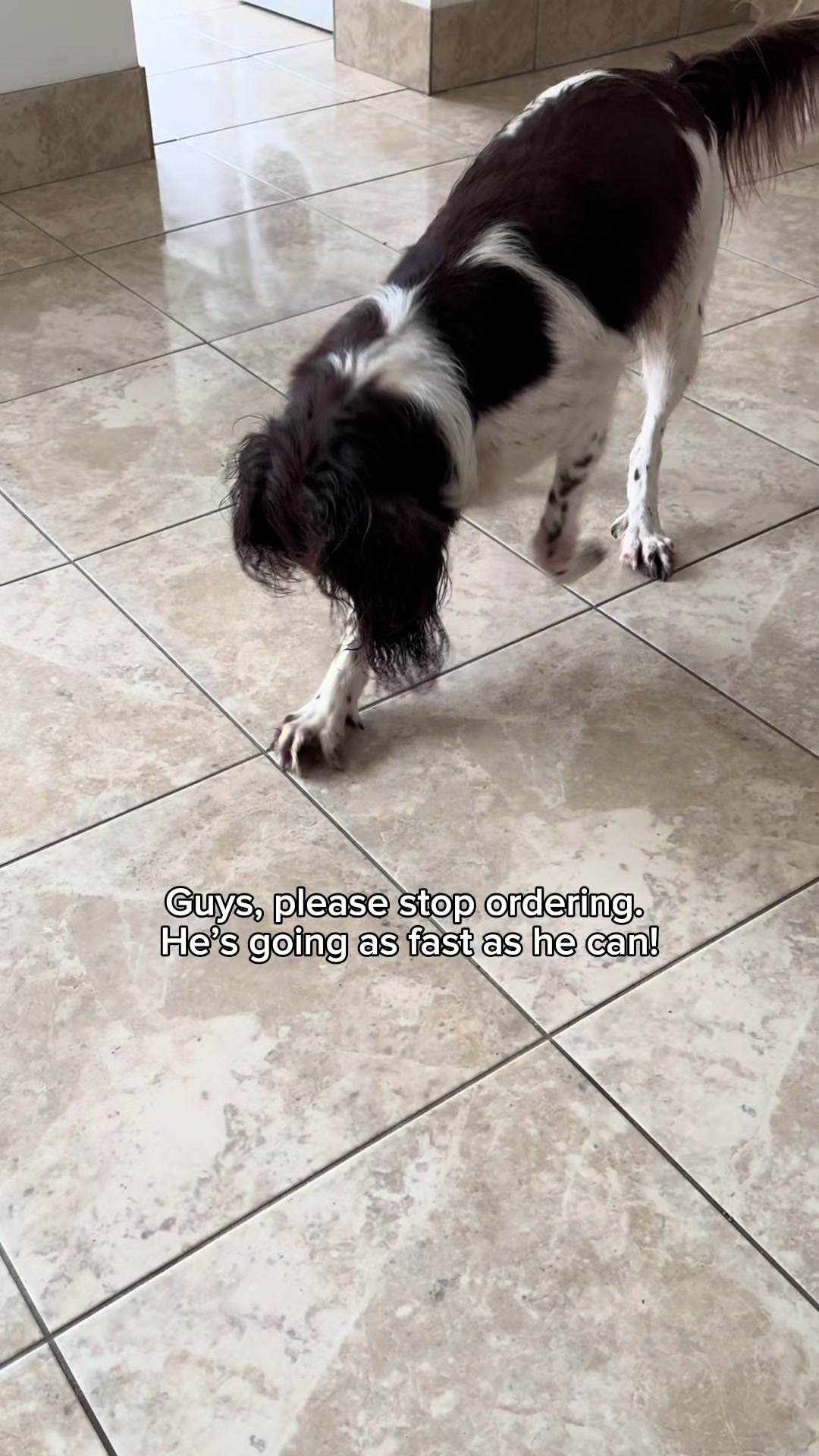 @Jinky Springer Spaniel 🐾 💚