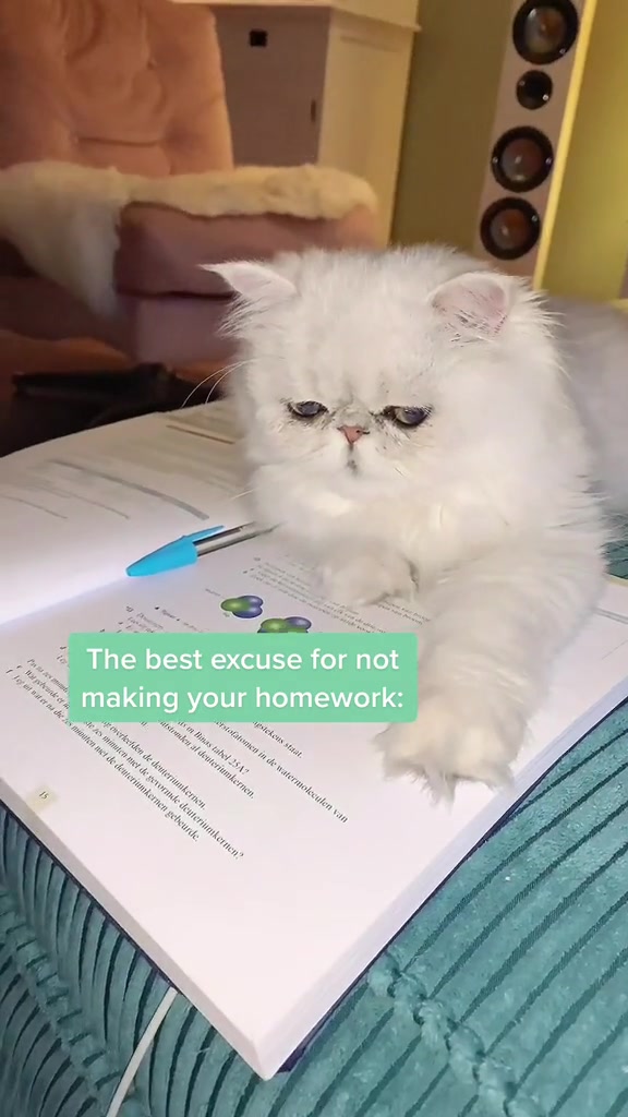 @Dutchkittycat