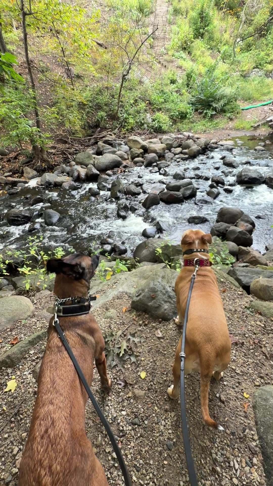 @dogstrainjen