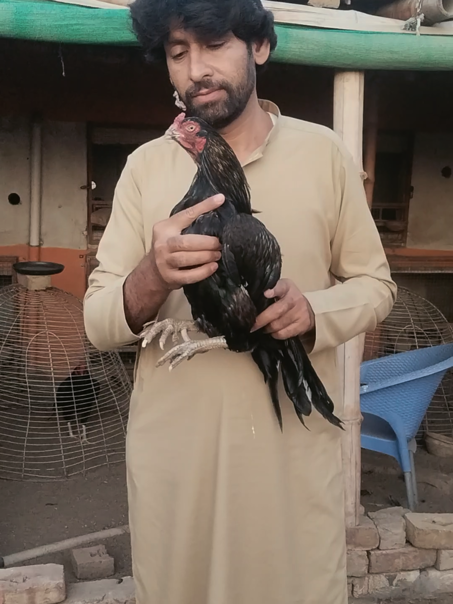 @Sajjad Aseel Farm