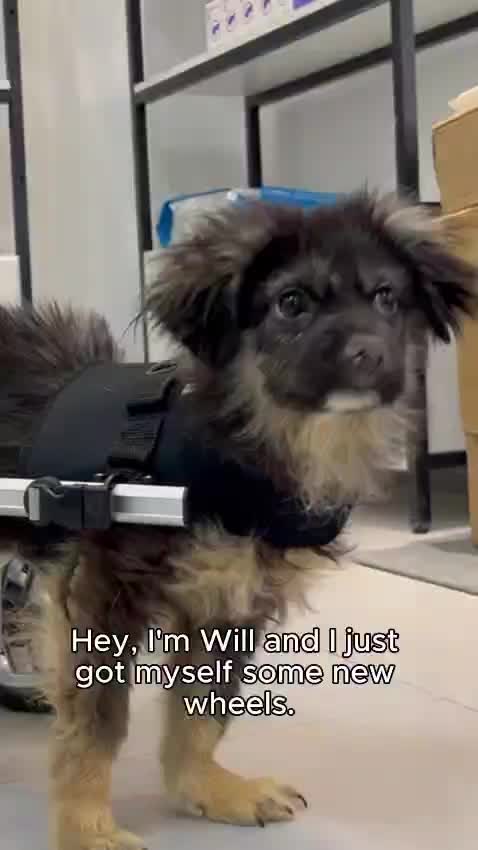@BrokenBiscuits.org