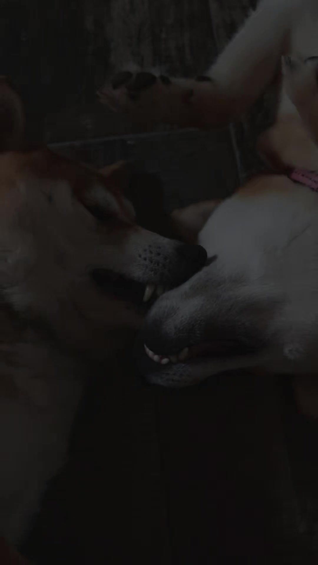 @Spirit of Asia Kennel