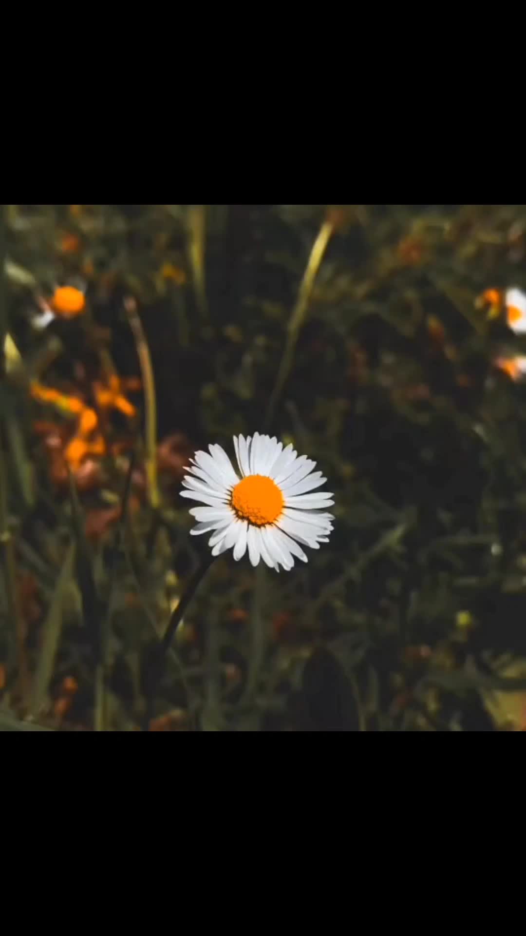 @ᕼᑌ𝚂ᗩIᑎ 🍁