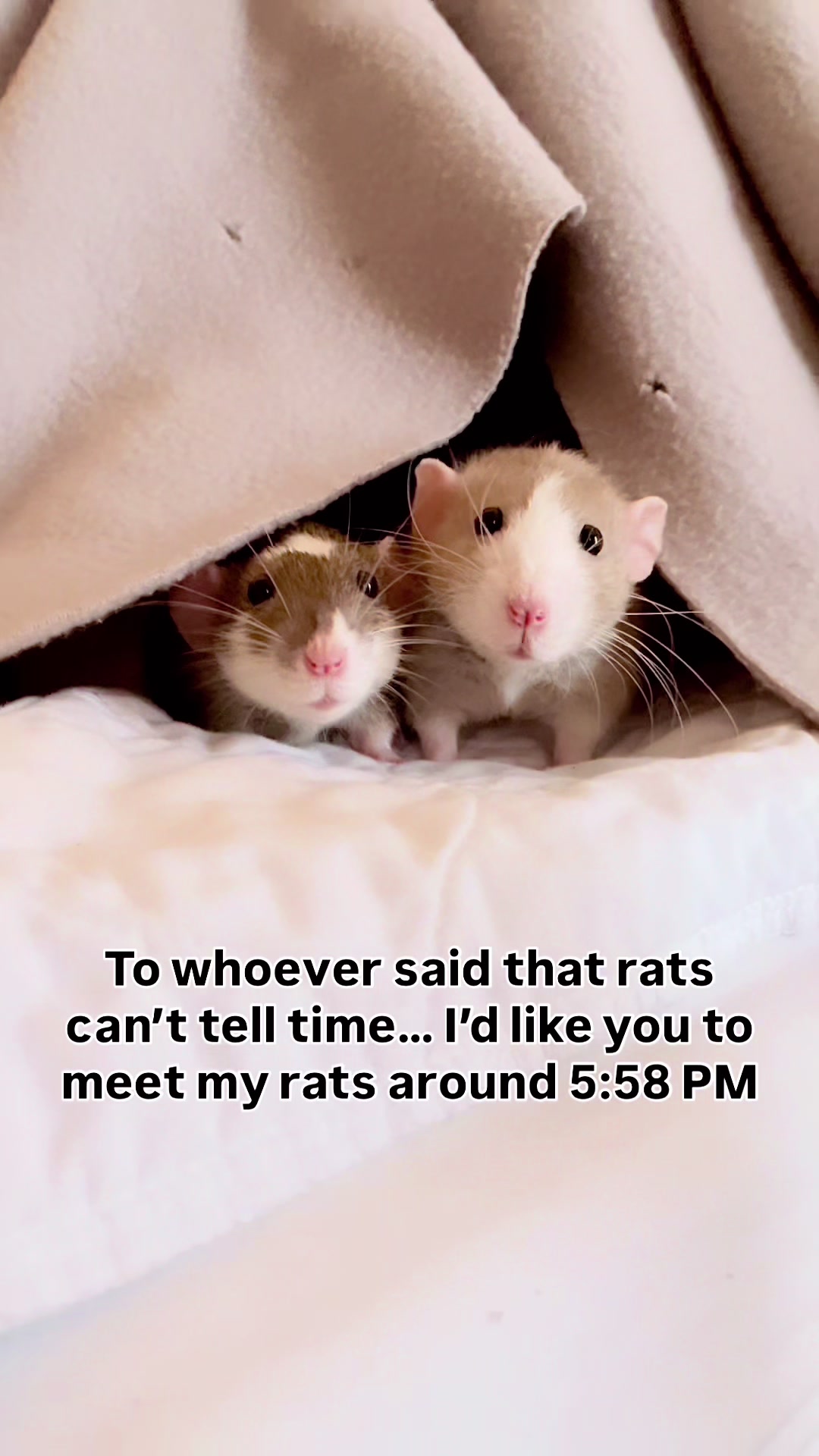 @RatsHaveFeelingsToo