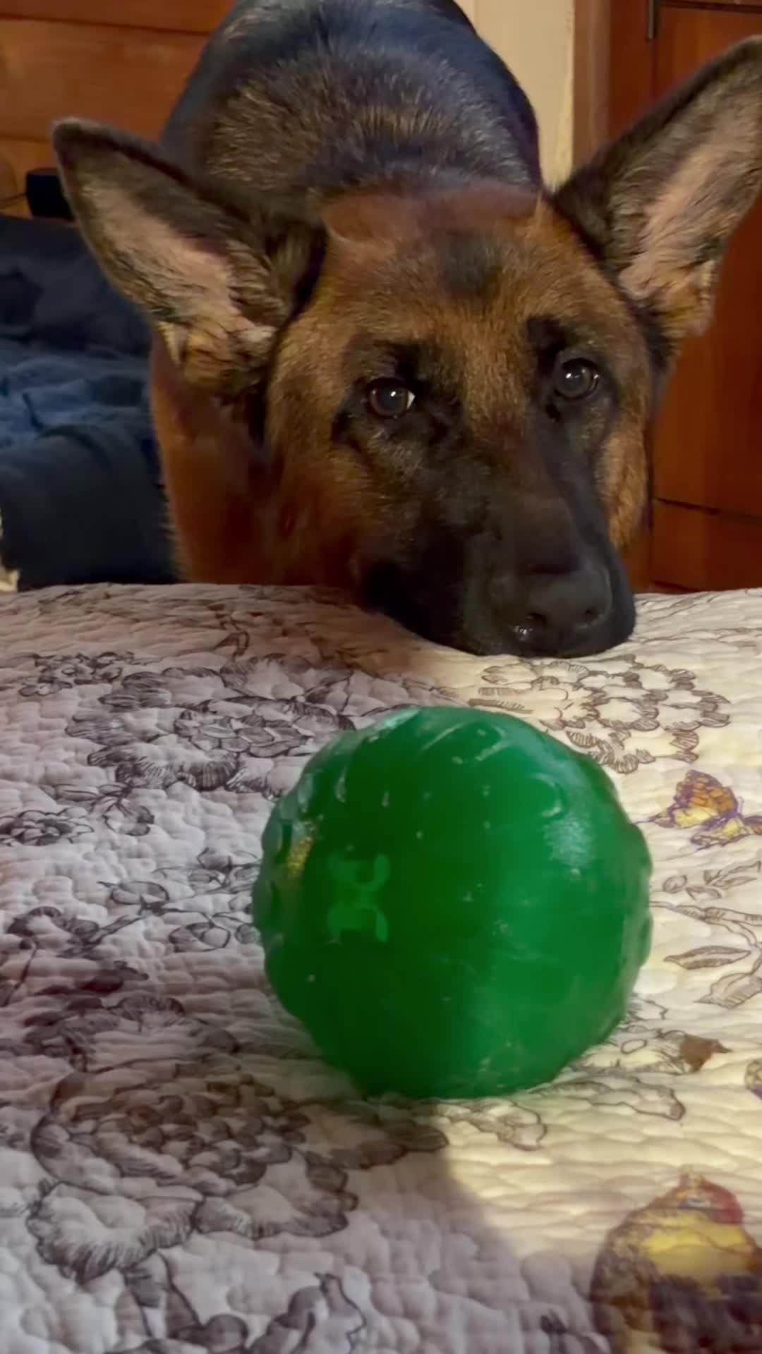 @Willa🐾🐾