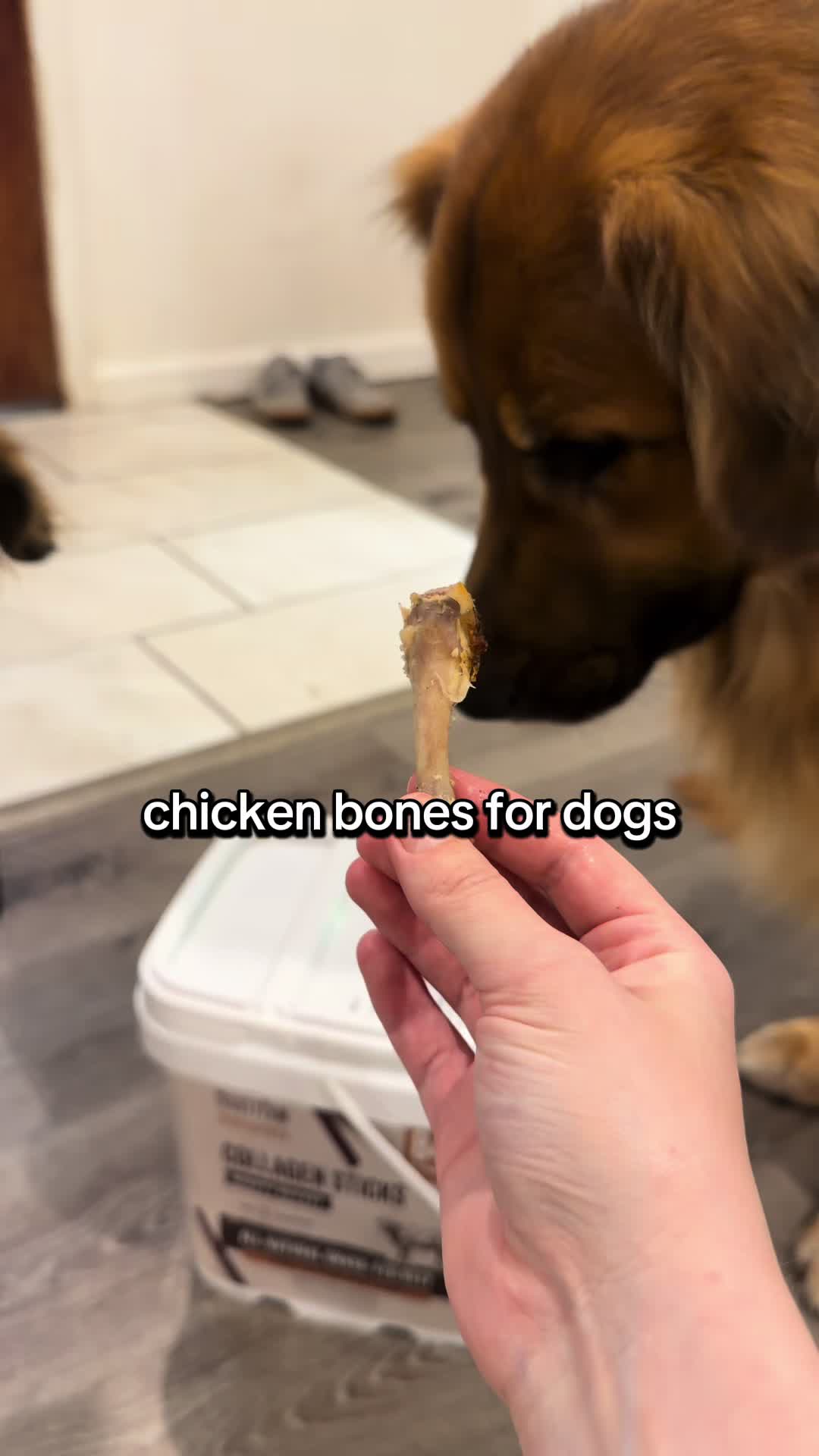 @lifewithgoldenshepherds
