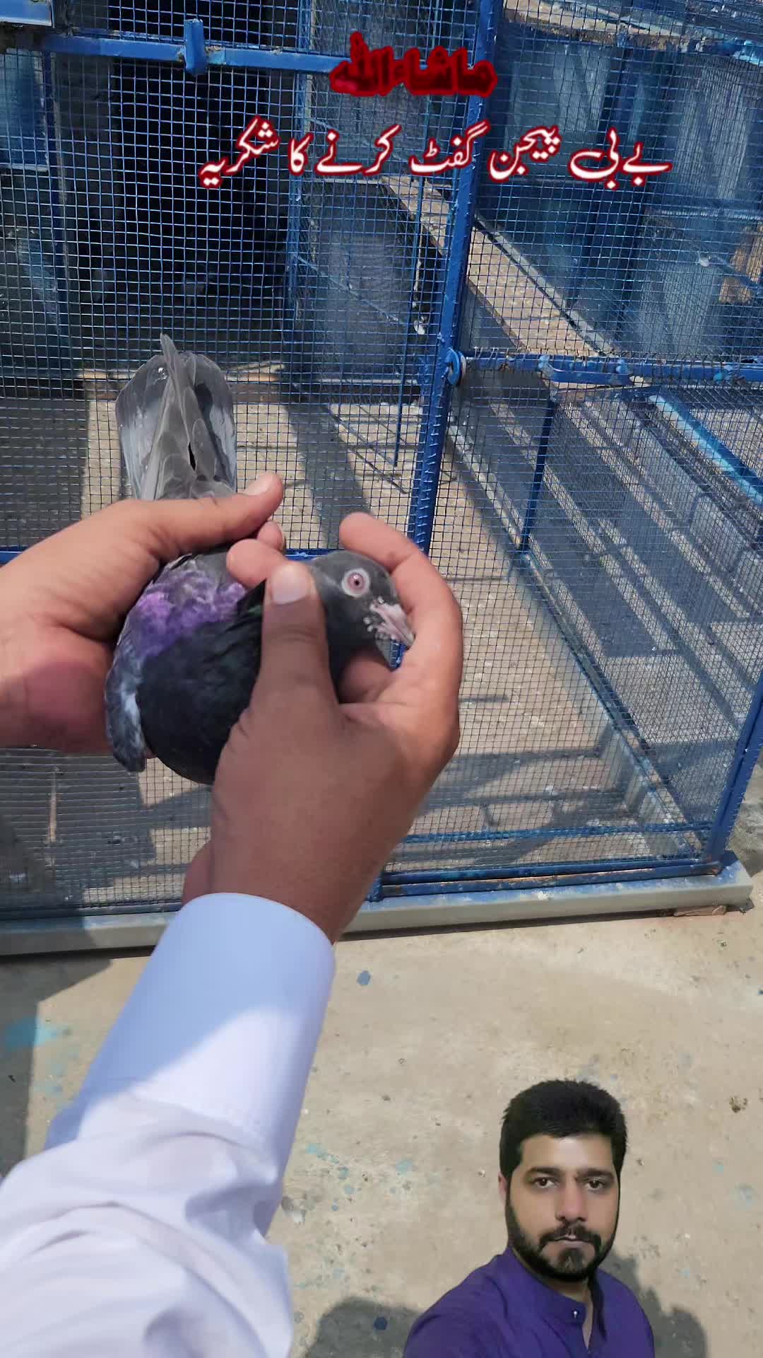 @amrakalan5