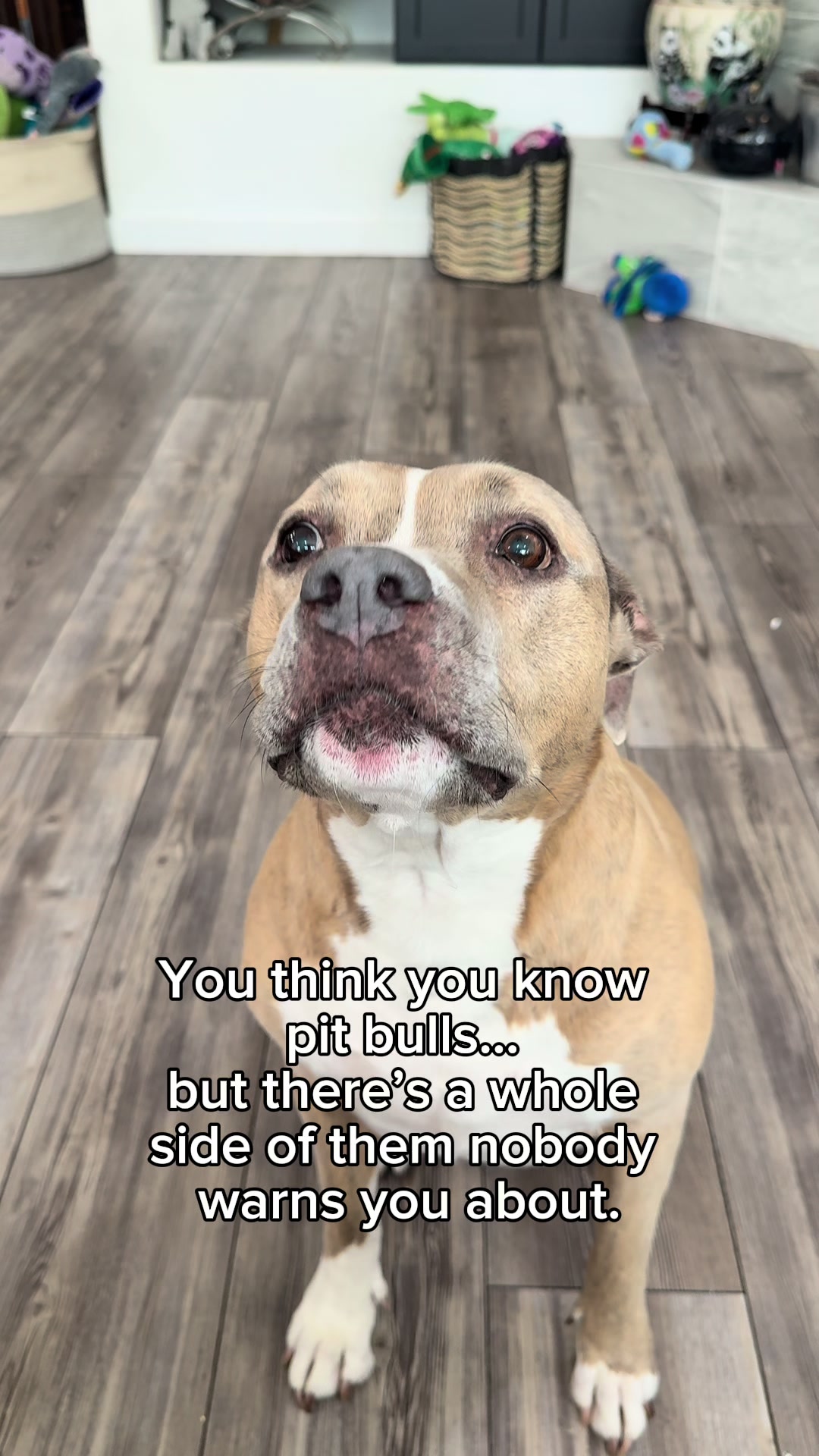 @Indie.pittie