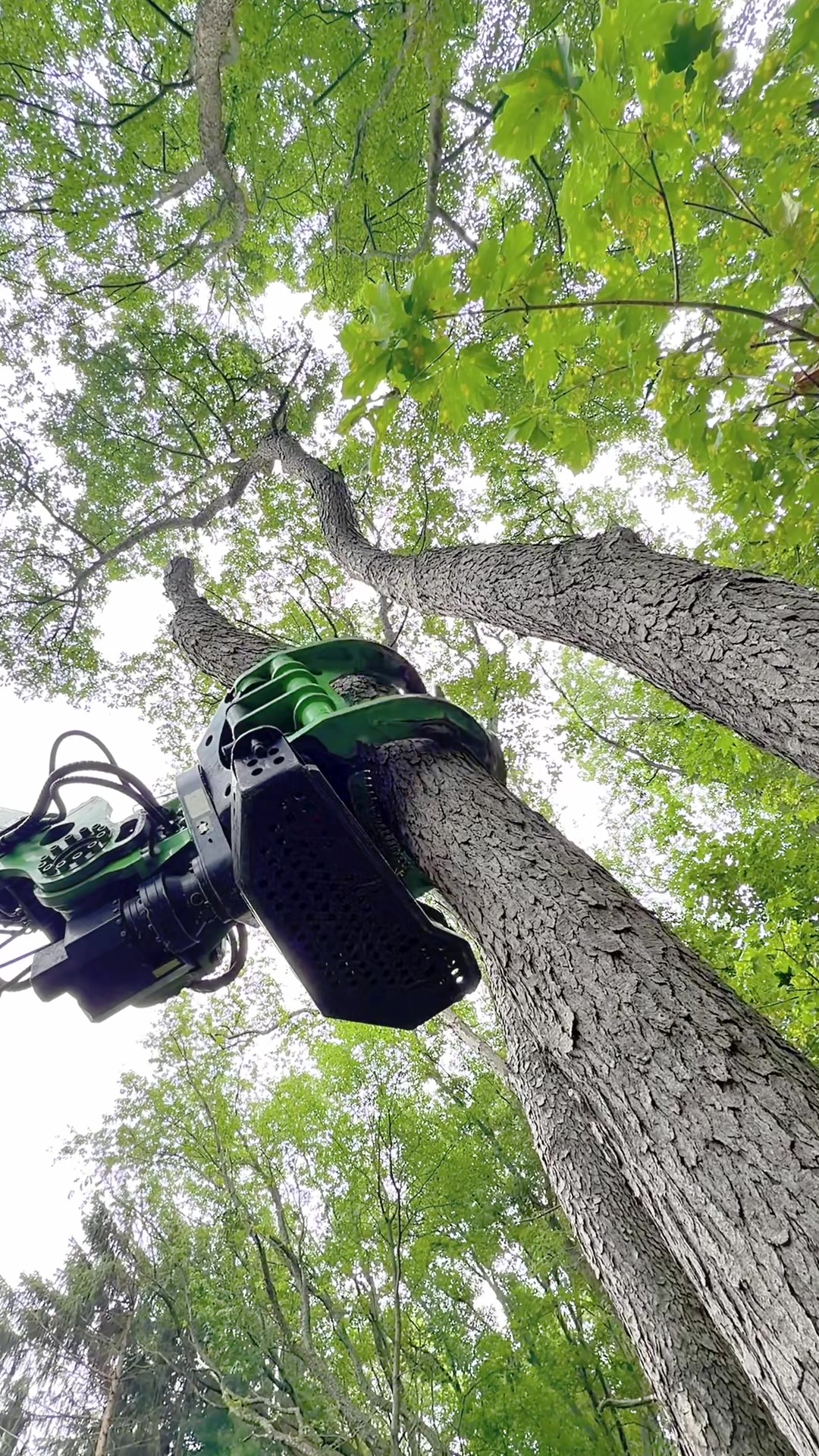 @kravitztreeservice