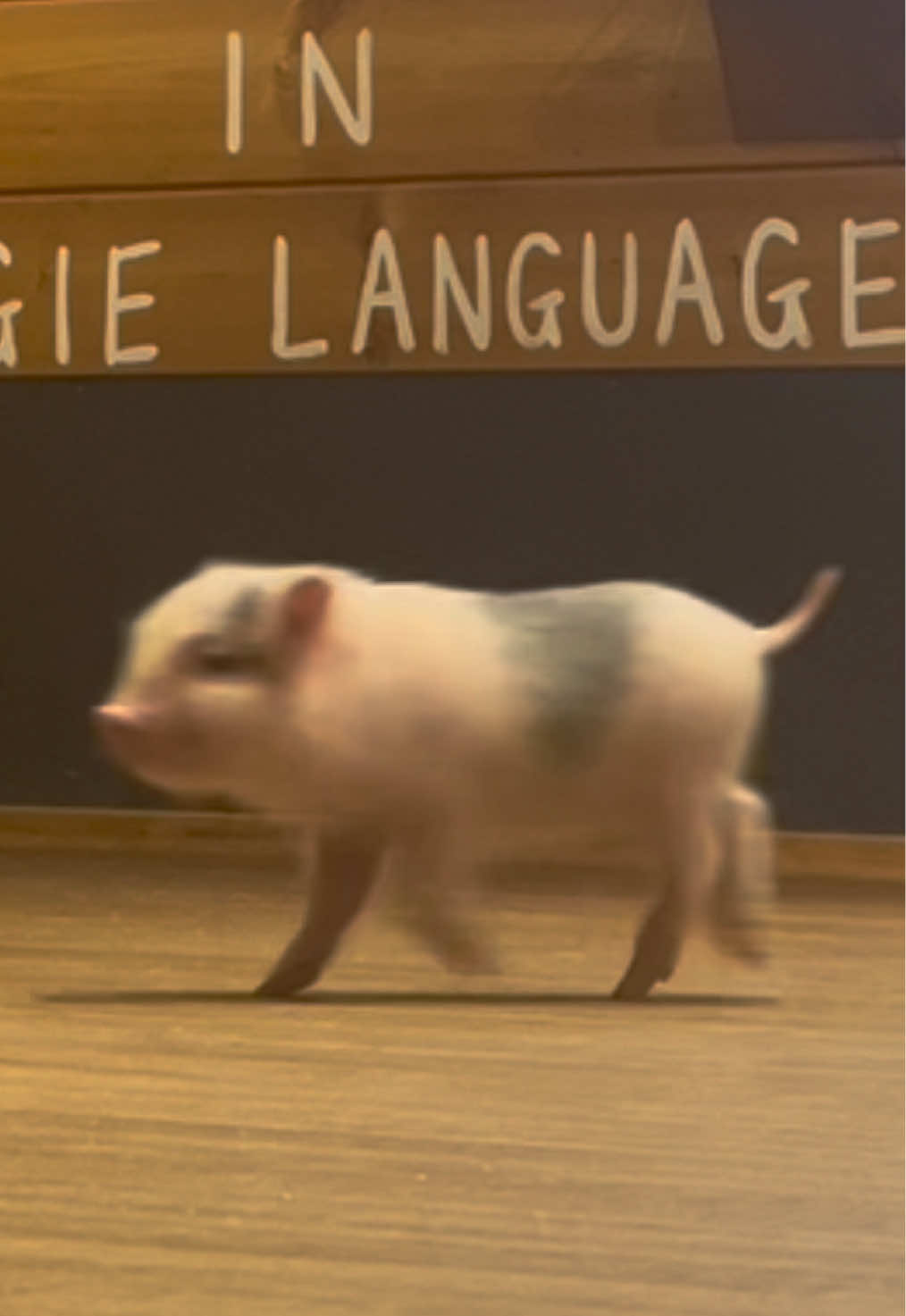 @pignic
