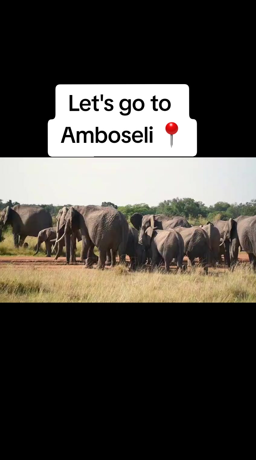 @Nesh Tours and Safaris
