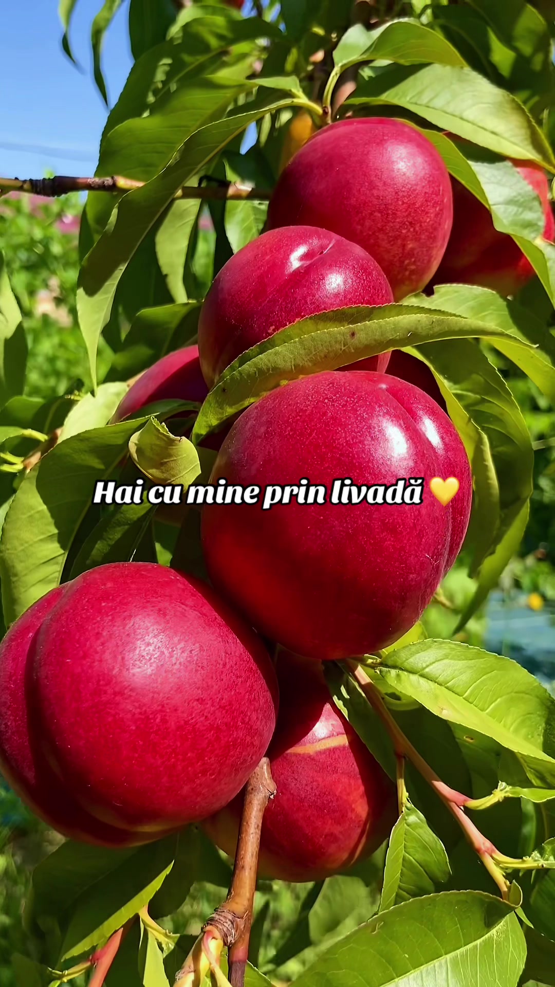 @anishamarrya
