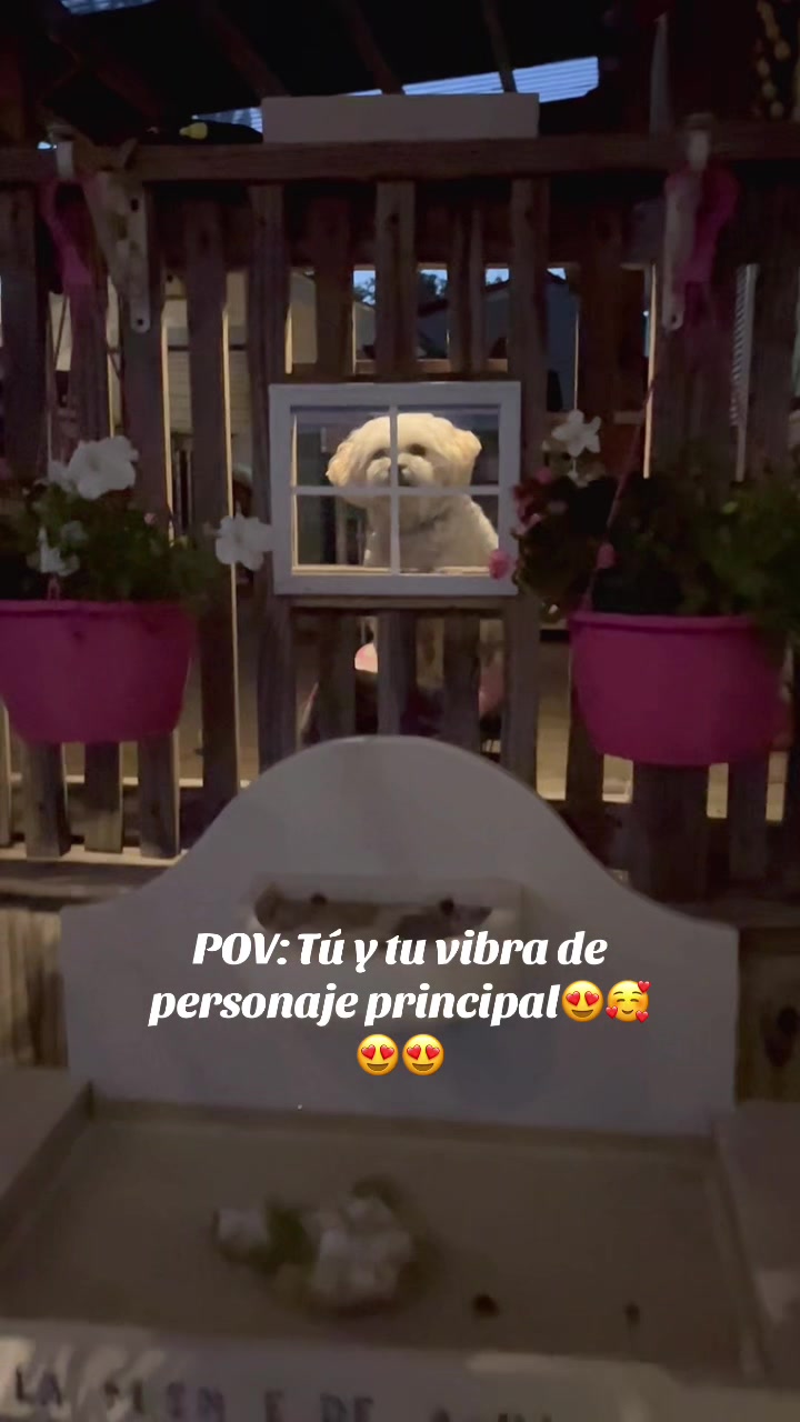 @AZUL🐶🥰