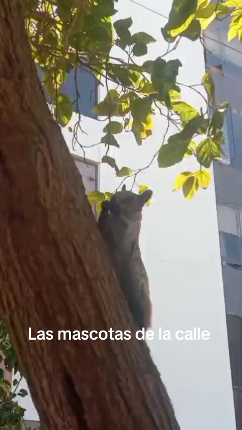 @RobertEMPRENDEDOR