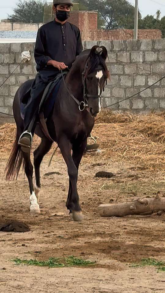 @Hayat Raza