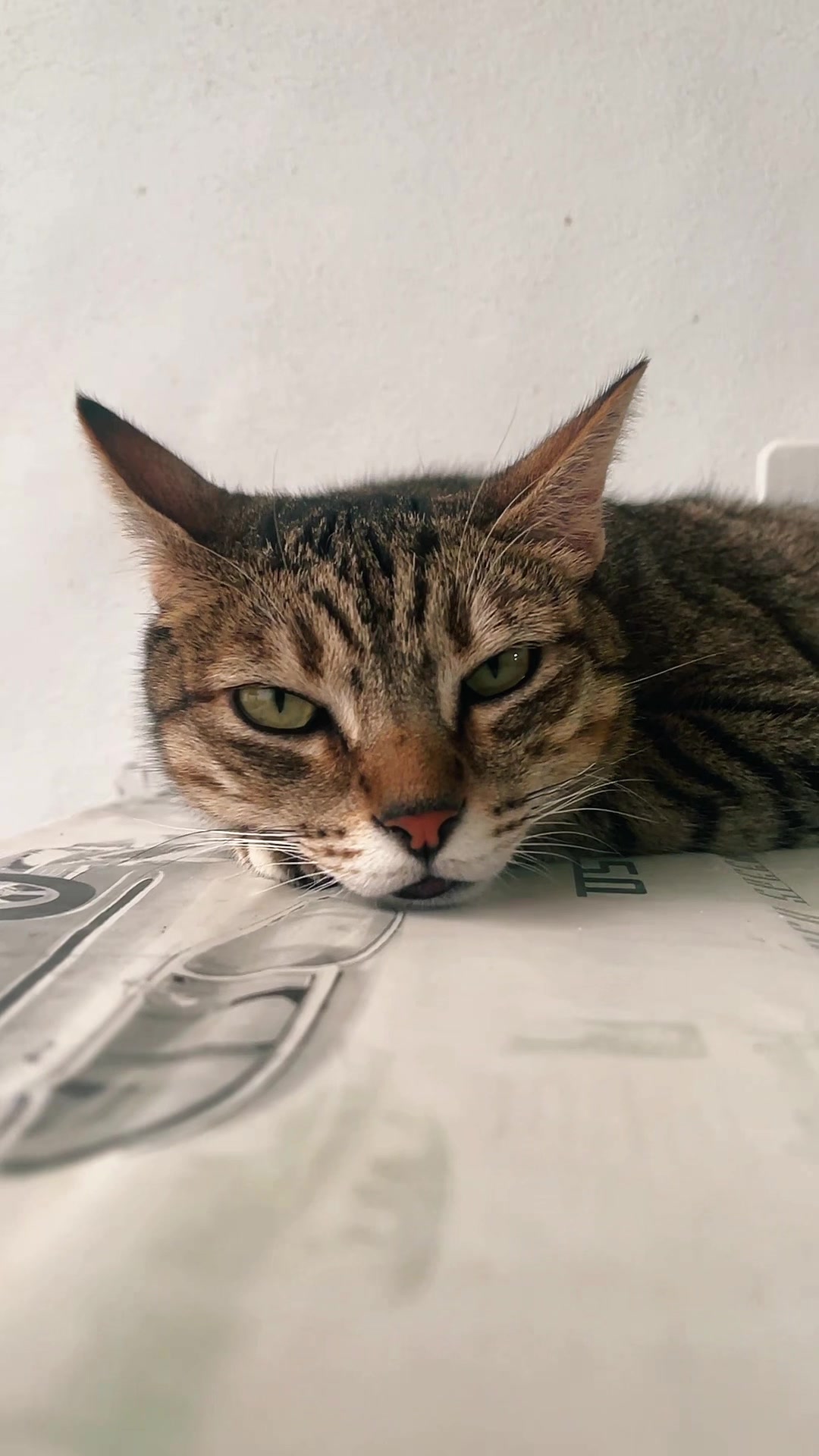 @Gatitos Gatetes