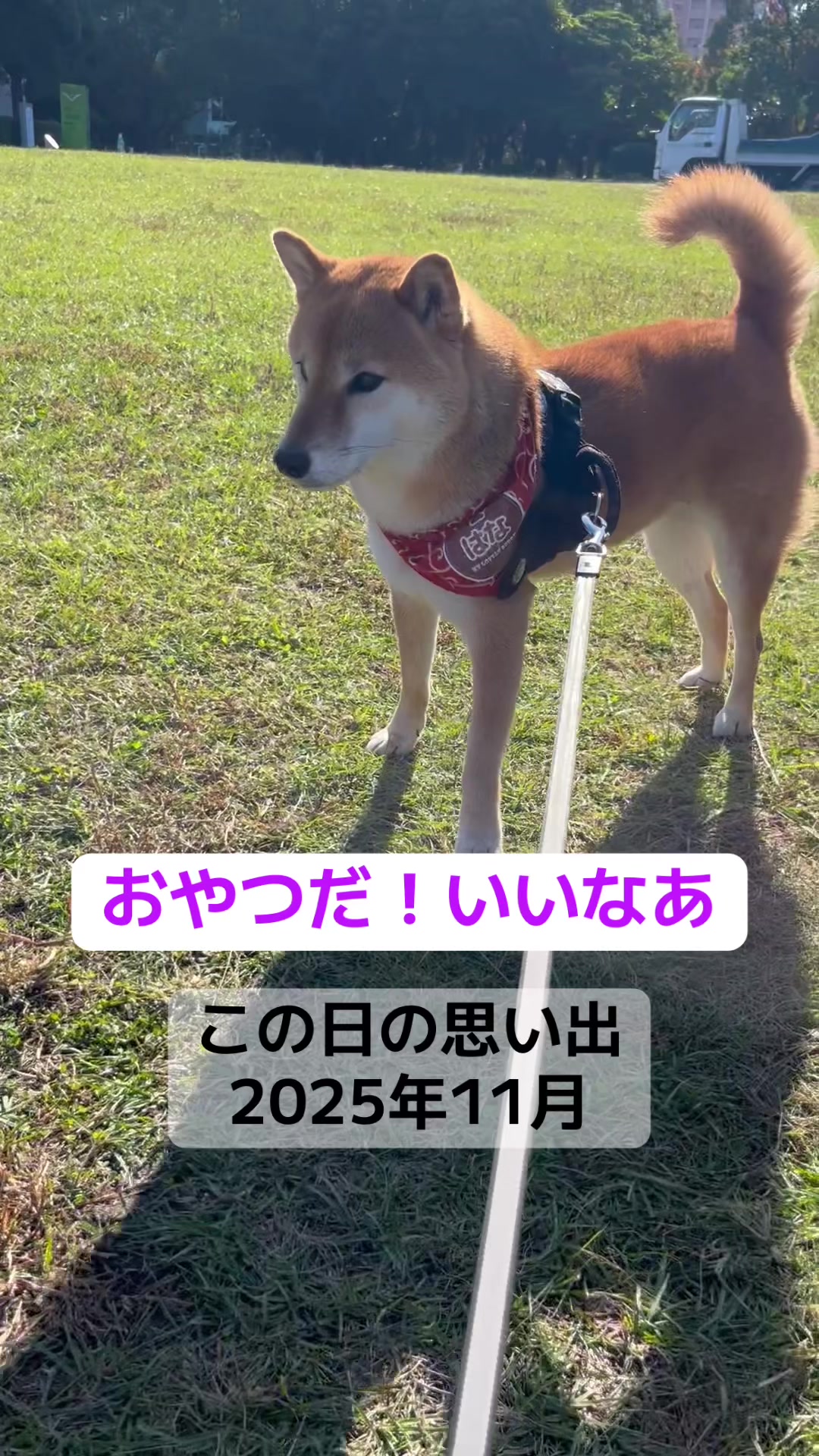 @柴犬はな🐾