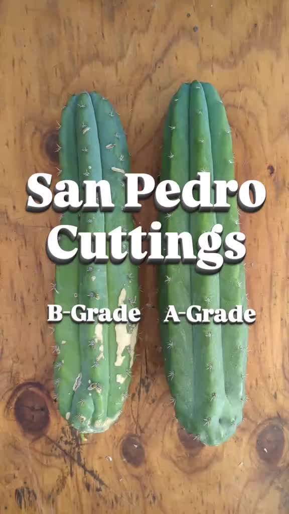 @Mycelia Peyote cacti