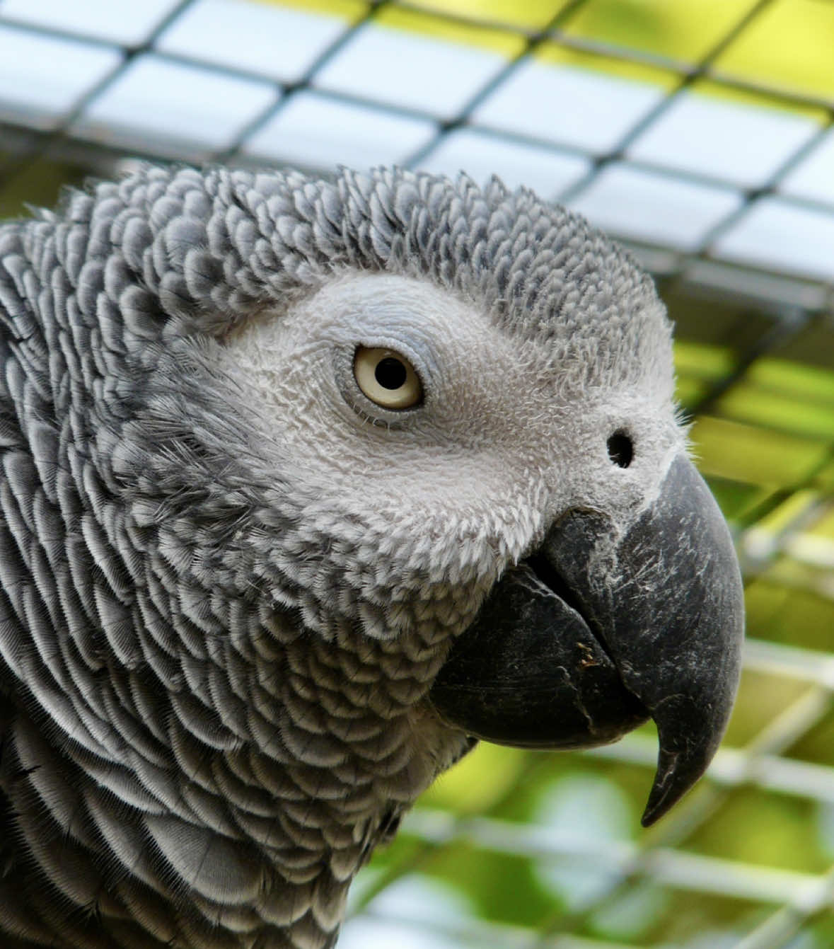 @(C&eacute;lia)BeHappyWithParrots🦜